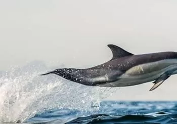 Half Day Dolphin & Wildlife Cruise - Tauranga