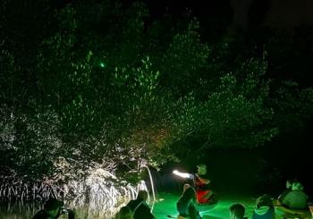 Sharkey's Glass Bottom Fish Feeding LED Night Tour in Sarasota