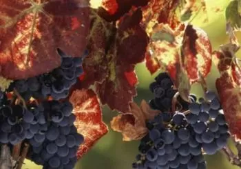 Napa Valley & Sonoma: Wine Tour from San Francisco