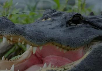Airboat Rides Florida Everglades Captain Wayne
