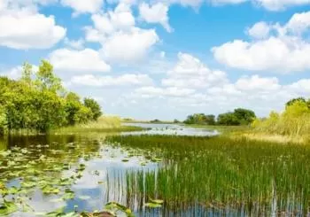 Everglades: 40-Minute Airboat Ride & Animal Sanctuary Admission en Miami