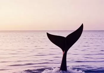 La sirena en Barcelona