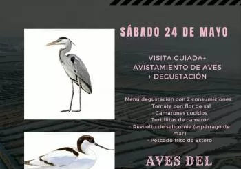 ESTERO NATURAL : AVES DE LA BAHÍA+SENDERO NATURAL en PUERTO REAL (PUNTO LIMPIO DE CASINES A LAS 12:00)