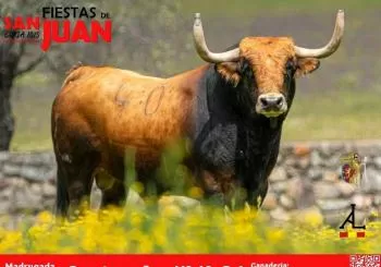 Fiestas de San Juan 2025 - Madrugada 28 de junio en CÁCERES