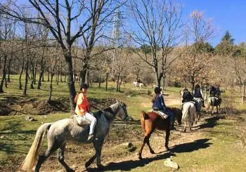 caballo por la pradera en TOLEDO