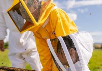 Small-Group Beekeeping Experience in Tauherenikau Wellington