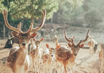 Fundación Reserva Wild Forest - Visita en Barcelona