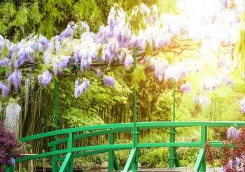 Giverny Monet's Garden & Auvers-sur-Oise with Van Gogh House Full Day From Paris