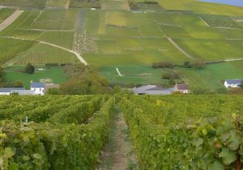 Exclusive Wine tour in Sancerre & Pouilly Fumé from Paris