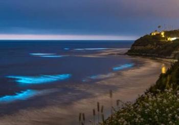 Bioluminescence Kayak Tour - Est. 1994 Auckland