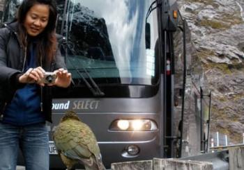 Luxury Milford Sound Coach and Scenic Cruise Queenstown