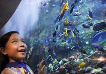 Aquaventure Waterpark + Lost Chambers Aquarium United Arab Emirates