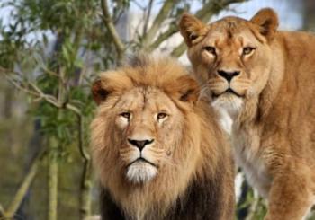 ARTIS Amsterdam Royal Zoo & Groote Museum: Skip-the-Line Entry Ticket