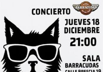 ZeGatos en concierto en Madrid