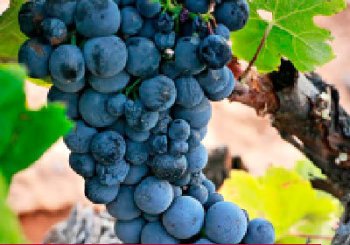 Vinos con Dulcinea en Toledo