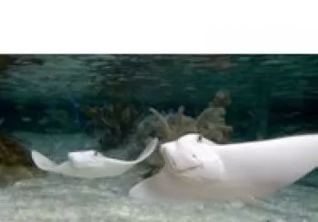Scarborough SEA LIFE & Marine Sanctuary North East