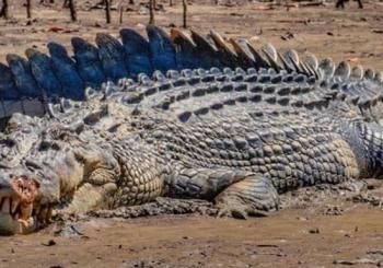 Solar Whisper Daintree River Crocodile and Wildlife Cruise en Port Douglas