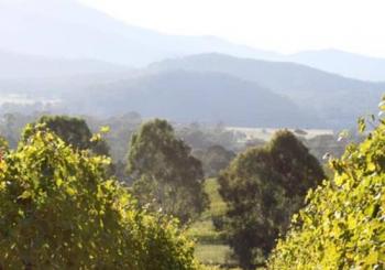 Pizzini Wines King Valley Esperienza - private wine tasting & grazing plate Melbourne