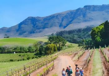 Constantia Wine Walk Storytelling Vineyard Tour with Lunch Cape Town