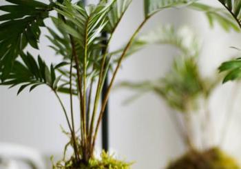 Kokedamas, el arte de tener plantas sin macetas Madrid
