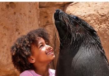 Atlas Village - Sea Lion Experiences en United Arab Emirates