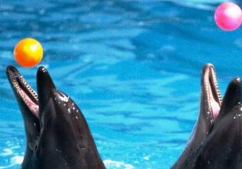 Dubai Dolphinarium: Dolphin & Seal Show United Arab Emirates