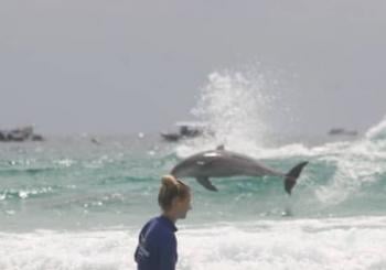 2.5-Hour Ultimate Learn to Surf Adventure Gold Coast