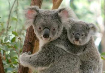Lone Pine Koala Sanctuary Admission with Brisbane River Cruise