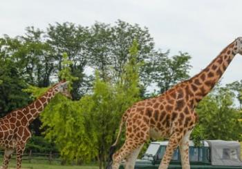 Parco Natura Viva: Biglietto a data aperta en Verona