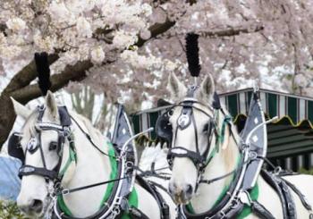 Stanley Park Horse-Drawn Guided Tour en Vancouver