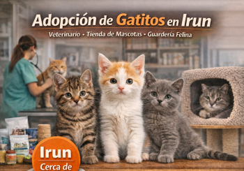 Adoptar Gatos en Gipuzkoa Amaita Mascotas Irún