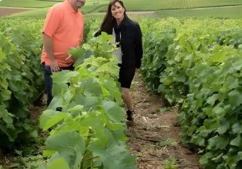 Champagne Area Small-Group Tour including a Top Champagne house & Family Winery en Paris