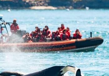 Whale Watching Tour in a Zodiac Boat in Victoria
