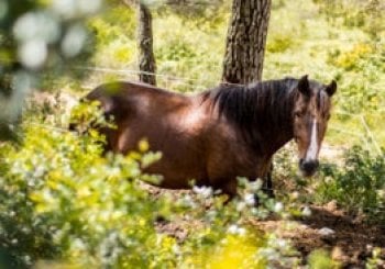 Doma natural: a caballo practicando la equitación respetuosa Canyelles