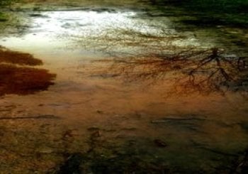 Taller de fotografía: aprende a capturar la magia de la naturaleza Molins de Rei