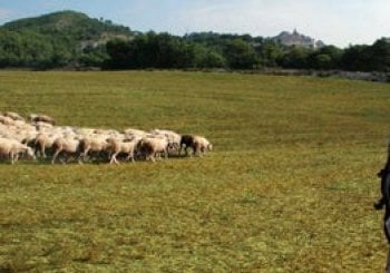 Descubre la vida de un pastor: una experiencia única la naturaleza Argensola