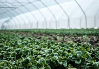 La Caverne, la plus grande ferme bio souterraine de Paris