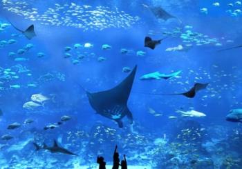 Sentosa Fun Discovery Pass: A wonderland of awesome attractions Singapore