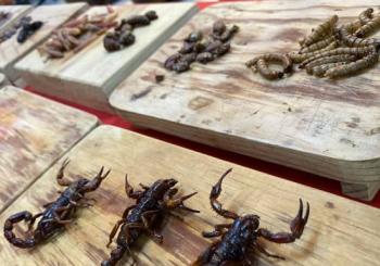 Explora los Sabores y la Cultura de CDMX: Degustación de Tacos, Carnes Exóticas e Insectos en Mexico City