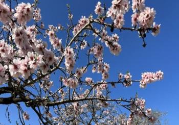 Explorando la Quinta de los Molinos: Un Paseo Botánico, Primaveral e Histórico entre Almendros en Flor en Madrid