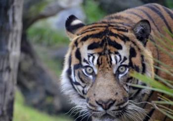 Bioparc Fuengirola: ¡un zoo varguandista! en Malaga