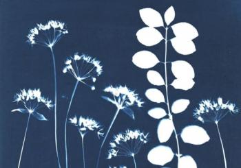 Taller de cianotipia: Arte, Naturaleza en azul. Explorando el legado de Anna Atkins Madrid