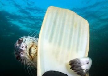 Snorkel, Kayak, and Seal Adventure: Vancouver Boat Tour
