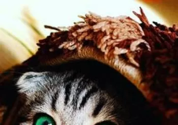 Oh my cat! Oh my dog!. ¡Llega Sant Juan!. En Barcelona