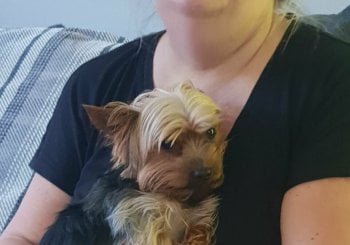 Email:steddyscot@gmail.com..buy Yorkshire Terrier puppy London UK Yorkshire Terrier puppies for sale London Yorkshire breeder London UK certified Yorkshire puppy price London UK adopt Yorkshire London UK Alicante/Alacant