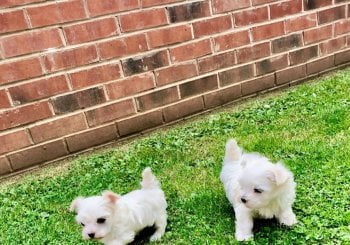 @Email:steddyscot@gmail.com.buy Maltipoo puppy London UK Maltipoo puppies for sale London Maltipoo breeder London UK certified Maltipoo puppy price London UK adopt Maltipoo London UK Alicante/Alacant