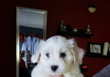 Email:steddyscot@gmail.com.buy Maltese puppy London UK Maltese puppies for sale London Maltese breeder London UK certified Maltese puppy price London UK adopt Maltese London UK Maltese puppies Manchester UK Alicante/Alacant