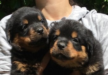 //Email:steddyscot@gmail.com.buy Rottweiler puppy London UK Rottweiler puppies for sale London Rottweiler breeder London UK certified Rottweiler puppy price London UK adopt Rottweiler London UK Alicante/Alacant