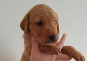 (Email:steddyscot@gmail.com-Labrador puppies Manchester UK buy Labrador Manchester Labrador breeder Manchester UK Labrador puppy Manchester price adopt Labrador Manchester Labrador puppies Birmingham UK Alicante/Alacant