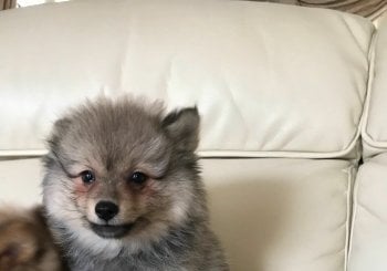 -Email:steddyscot@gmail.com.buy Pomeranian puppy London UK Pomeranian puppies for sale London Pomeranian breeder London UK certified Pomeranian puppy price London UK adopt Pomeranian London UK Alicante/Alacant